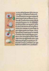 Godziny królowej Izabeli Katolickiej, królowej Hiszpanii: Fol. 91v, ok. 1500. autorstwa Master of the First Prayerbook of Maximillian