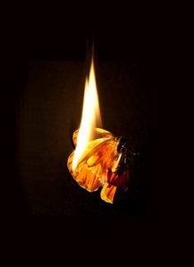 Płonący motyl 17, 2013 (druk Lambda) autorstwa Mat Collishaw