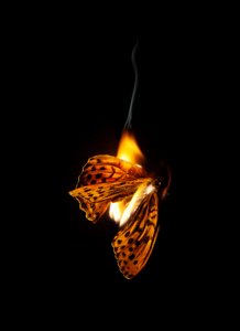 Płonący motyl 25, 2013 (druk Lambda) autorstwa Mat Collishaw