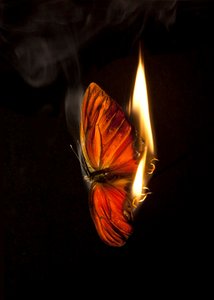 Płonący motyl 4, 2013 (druk Lambda) autorstwa Mat Collishaw