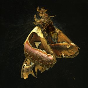Insecticide 11, 2006 (zdjęcie typu C)
