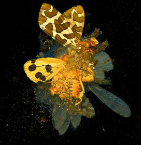 Insecticide 24, 2008 (zdjęcie typu C) autorstwa Mat Collishaw