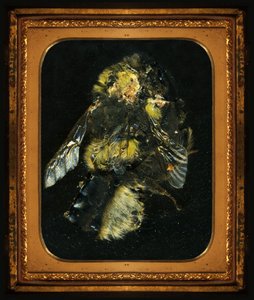 Insecticide 2, 2006 (zdjęcie typu C) autorstwa Mat Collishaw