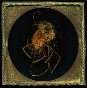 Insecticide 5, 2006 (zdjęcie typu C) autorstwa Mat Collishaw