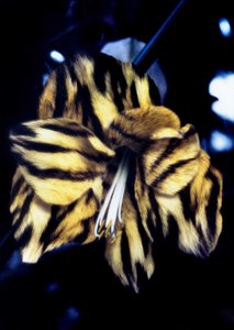 Lilia tygrysia skórka autorstwa Mat Collishaw