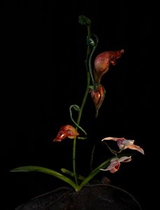 Venal Muse, Lafage, 2012 (żywica, emalia, drewno, szkło, stal) autorstwa Mat Collishaw