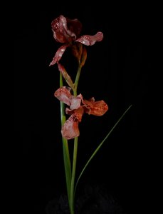 Venal Muse, Viridor, 2012 (żywica, emalia, drewno, szkło, stal) autorstwa Mat Collishaw