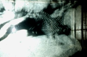 Wormery, 2009 (drewno, szkło, stal, projektor i odtwarzacz) autorstwa Mat Collishaw