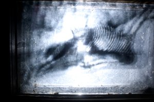 Wormery, 2009 (drewno, szkło, stal, projektor i odtwarzacz) autorstwa Mat Collishaw