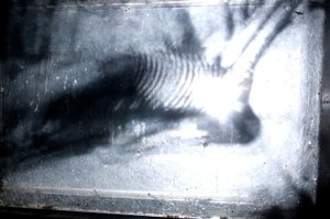 Wormery, 2009 (drewno, szkło, stal, projektor i odtwarzacz) autorstwa Mat Collishaw