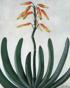 Aloe Striata (akwarela i gwasz na ołówku na welinie)