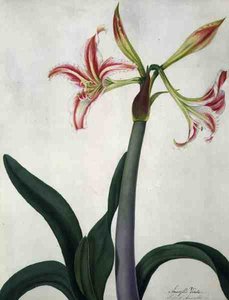 Amaryllis Vitata (akwarela i gwasz na ołówku na welinie)
