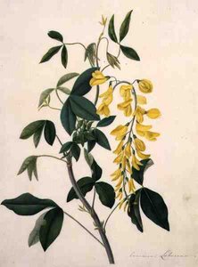 Laburnum Anagyroides (gwasz na ołówku na pergaminie)