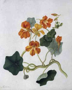 Tropaeolum (akwarela i gwasz na ołówku na welinie)