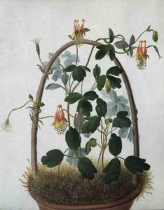 Tropaeolum Tuberosum (akwarela i gwasz na ołówku na welinie)