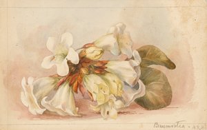 "Beaumontia", ok. 1880 r. (akwarela) autorstwa Matilda Rose Herschel