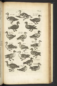 Tab 49, Kaczki, Ilustracja z „Historii naturalnej czworonogów” autorstwa Mattaus the Younger Merian