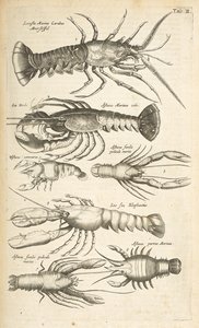Tab II, Homary, Ilustracja z „Naturalnej historii czworonogów”