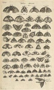 Patka. IV, Motyle i ćmy, ilustracja z „Naturalnej historii czworonogów” autorstwa Mattaus the Younger Merian