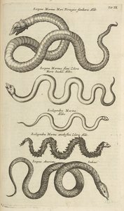 Tab IX, Węże morskie, Ilustracja z „Historii naturalnej czworonogów”