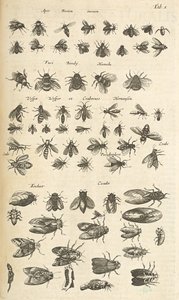 Tab. I, Pszczoły i osy, ilustracja z „Historii naturalnej czworonogów”
