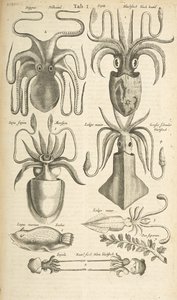 Tab I, Octopus, Illustration from from 