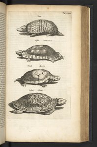 Zakładka 80, Żółwie, Ilustracja z „Naturalnej historii czworonogów” autorstwa Mattaus the Younger Merian