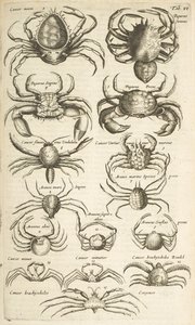 Tab VI, Kraby, Ilustracja z autorstwa Mattaus the Younger Merian