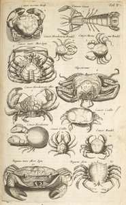 Zakładka V, Kraby, ilustracja z „Historii naturalnej czworonogów” autorstwa Mattaus the Younger Merian