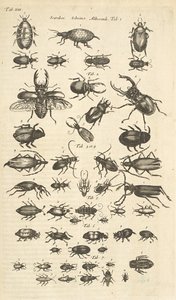 Tab XIII, Chrząszcze, Ilustracja z „Historii naturalnej czworonogów”