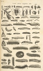 Zakładka XIX, Gąsienice, Ilustracja z „Historia naturalna czworonogów”