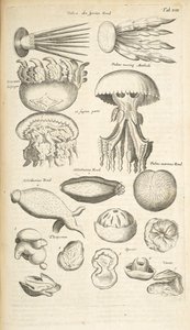 Tab XIX, Meduza, Ogórek morski i inne organizmy morskie, Ilustracja z „Historii naturalnej czworonogów”