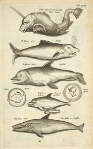 Zakładka 43, Delfiny, Ilustracja z „Naturalnej historii czworonogów” autorstwa Mattaus the Younger Merian