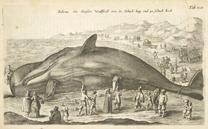 Tab XLII, Wieloryb, ilustracja z „Historiæ naturalus de quadrupetebus” autorstwa Mattaus the Younger Merian