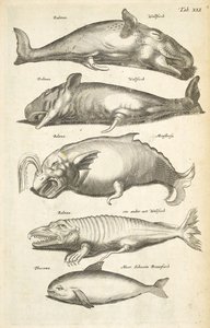 Tab XLI, Wieloryby, Ilustracja z „Historiæ naturale de quadrupetibus”