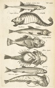 Tab 47, Gatunki ryb, Ilustracja z „Historii naturalnej czworonogów” autorstwa Mattaus the Younger Merian