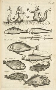 Tab. 40, Antropomorfy; Syrena; Syrena; Tropikalna ryba, ilustracja z „Historii naturalnej czworonogów”