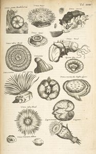 Tab. XVIII, Życie morskie, Ilustracja z „Historii naturalnej czworonogów”, tom 2 autorstwa Mattaus the Younger Merian