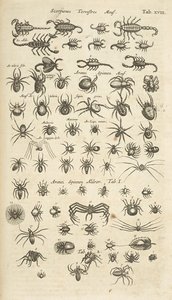 Tab. XVIII, Ziemskie Skorpiony i Pajęczaki, Ilustracja z 
