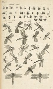 Tab. XVII, Ważki, Ilustracja z „Historii naturalnej czworonogów” autorstwa Mattaus the Younger Merian