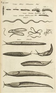 Zakładka XXIV, Ślimaki i robaki, Ilustracja z „Naturalnej historii czworonogów”