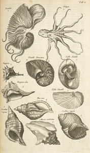 Tab X, muszle Octopus i Nautilus, ilustracja z 