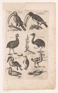Toekans en andere vogels Historia naturalna ptaków, księga 6 J. Jonston (tytuł serii) autorstwa Matthaus Merian
