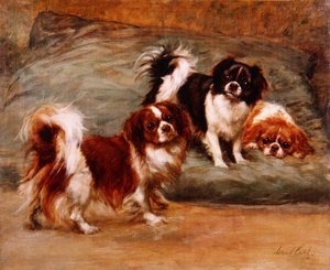 Trzy King Charles Spaniele na poduszce