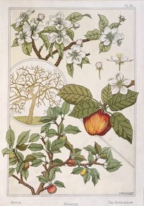 Jabłoń, owoce i kwiaty, z Encyclopédie Botanique, ok. 1900 (kolor lito) autorstwa Maurice Pillard Verneuil