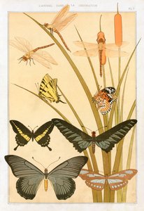 Motyle, pub. 1897. autorstwa Maurice Pillard Verneuil