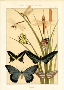 Badania przyrodnicze motyli i ważek (litografia) autorstwa Maurice Pillard Verneuil