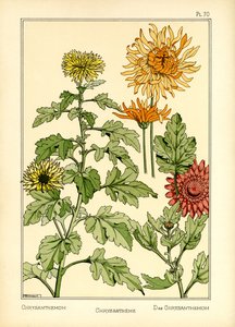 Chryzantema (kolor lito) autorstwa Maurice Pillard Verneuil