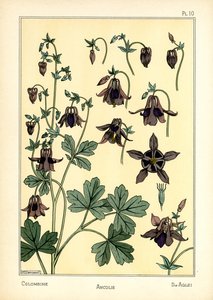 Columbine (kolor lito) autorstwa Maurice Pillard Verneuil