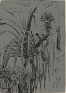 Badania Screwpines z Madagaskaru autorstwa Max Seliger